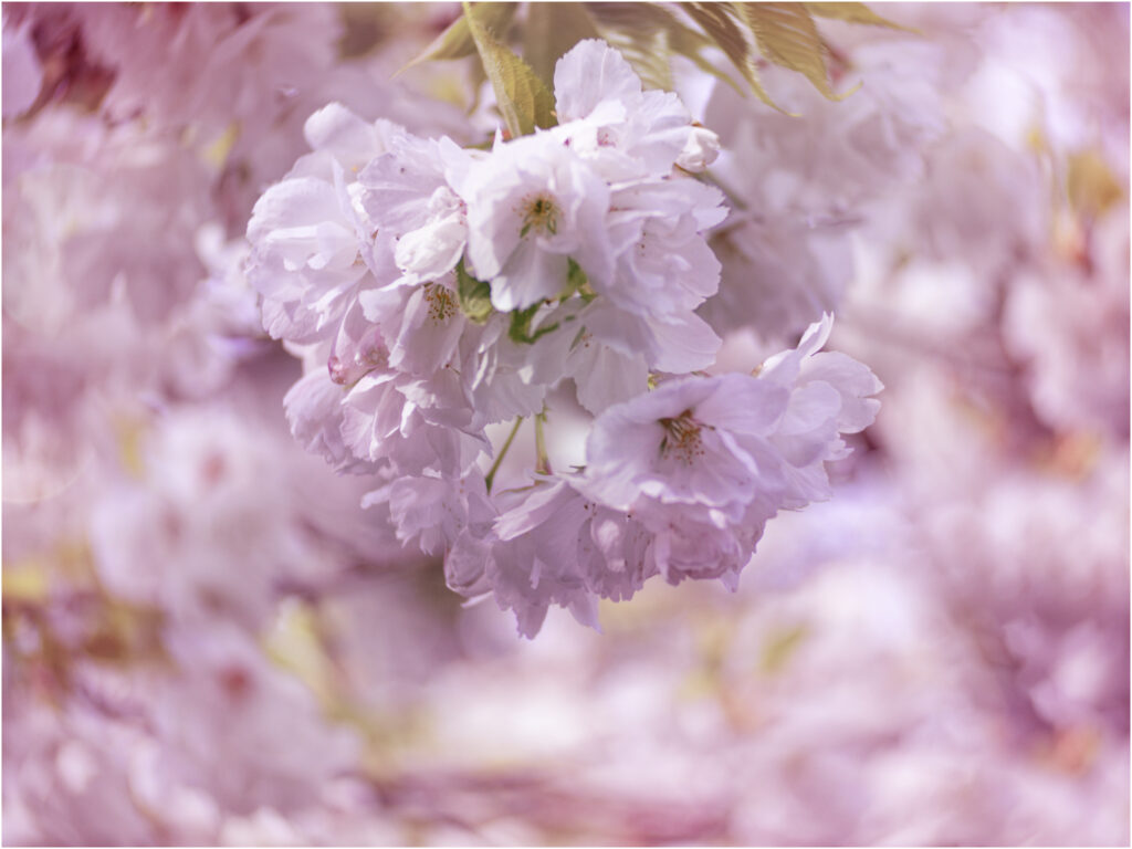 Lensbaby Twist - Cherry Blossom