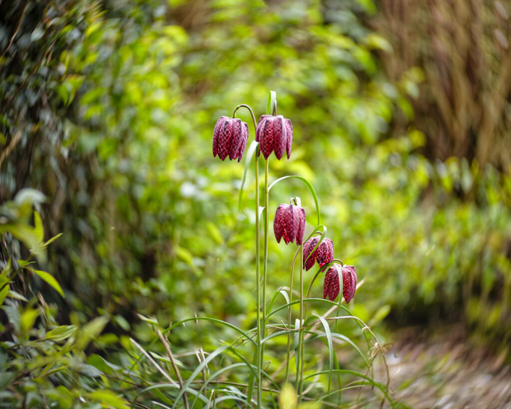 Lensbaby Twist - Fritillaria 